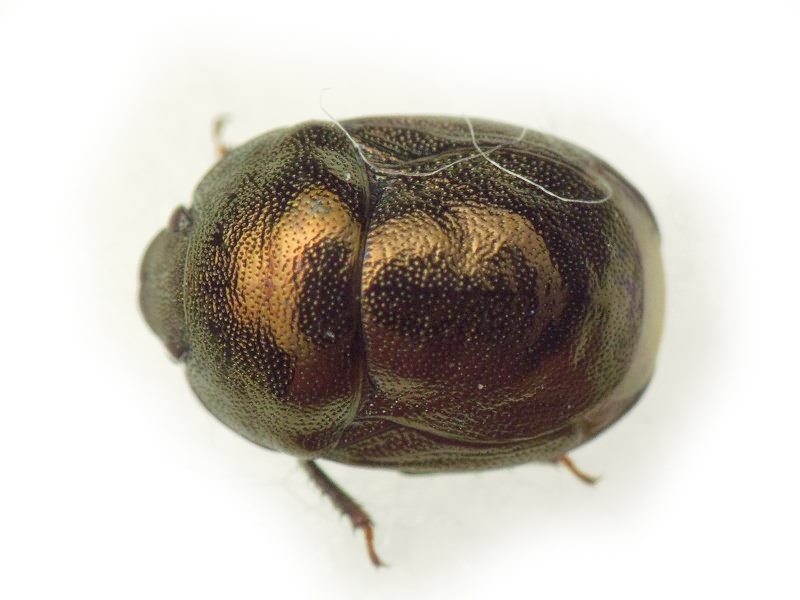 Thyreocoris scarabaeoides (Linnaeus, 1758)